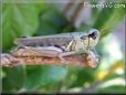 grasshopper image