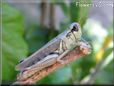 grasshopper images