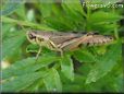 grasshopper picture