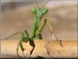 praying mantis picture