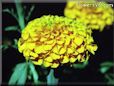 yellow marigold flower picture