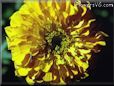 marigold flower