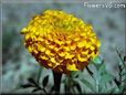 marigold flower picture
