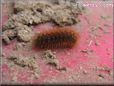 orange hairy fuzzy caterpillar picture