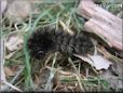 black fuzzy caterpillar picture