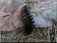 black hairy fuzzy caterpillars