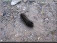 black hairy fuzzy caterpillar photo