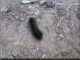 black hairy fuzzy caterpillar picture