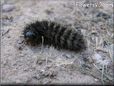 black hairy fuzzy caterpillar pictures