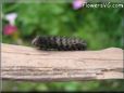black hairy fuzzy caterpillar photos