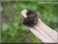 black hairy fuzzy caterpillar picture