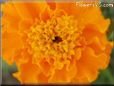 marigold