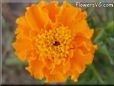 orange marigold flower