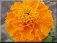 orange marsh marigold