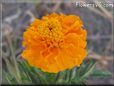 orange marigold flower