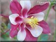 columbine flower pics