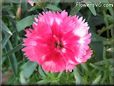 dianthus pictures