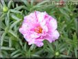 pink sun plant flower picture