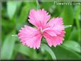 dianthus perennial