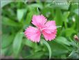 dianthus plant