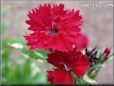 dianthus picture