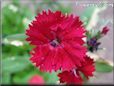 dianthus perennial