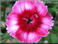 dianthus pink