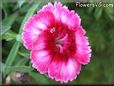 dianthus photo