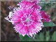 dianthus photos