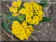 yellow lantana photo