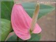anthurium flowers