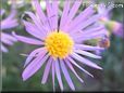 aster