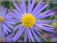 blue aster flower