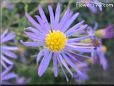 aster picture