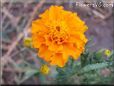 marigold flower picture