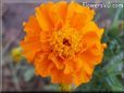 marigold flower picture