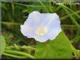 glory morning vine