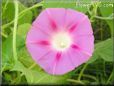 pink morning glory