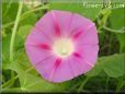 morning glory flower