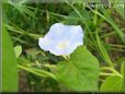 wild morning glory