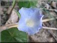 morning glory flower picture