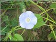 glory morning picture vine