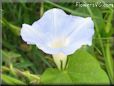 glory morning variety
