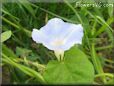 morning glory flower picture