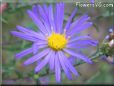 aster perennial