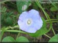 morning glory flower picture