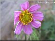 cosmos photos