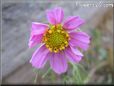 cosmos photo