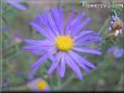 wild aster