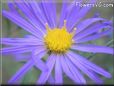 aster pictures
